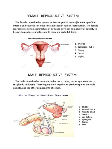 Human Reproductive System.docx | Reproductive System | Human Reproduction