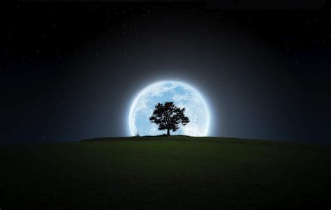 Black and White Wallpapers: Full Moon and Tree Wallpaper