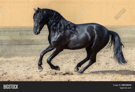 Black Andalusian Horse Image & Photo (Free Trial) | Bigstock