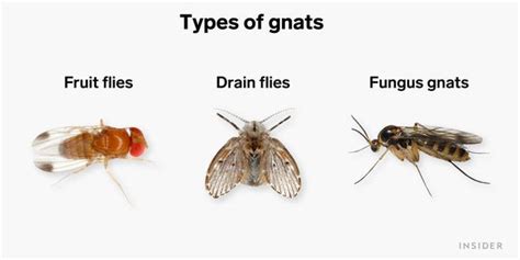 How to Get Rid of Gnats: Drain Flies, Fruit Flies, and Fungus Gnats