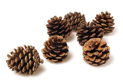 Pine Cones