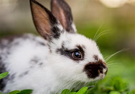 Rabbit dental care is central to their overall health, so act early ...