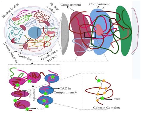 3D Genome | Encyclopedia MDPI