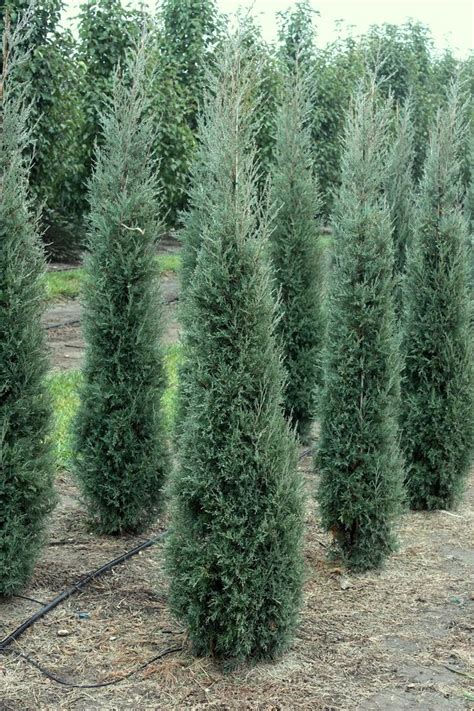 grey columnar evergreens | Juniperus ‘Taylor Juniper’ – Wholesale ...