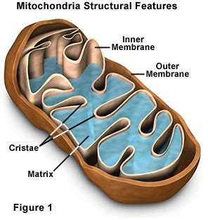 Molecular Expressions Cell Biology: Mitochondria