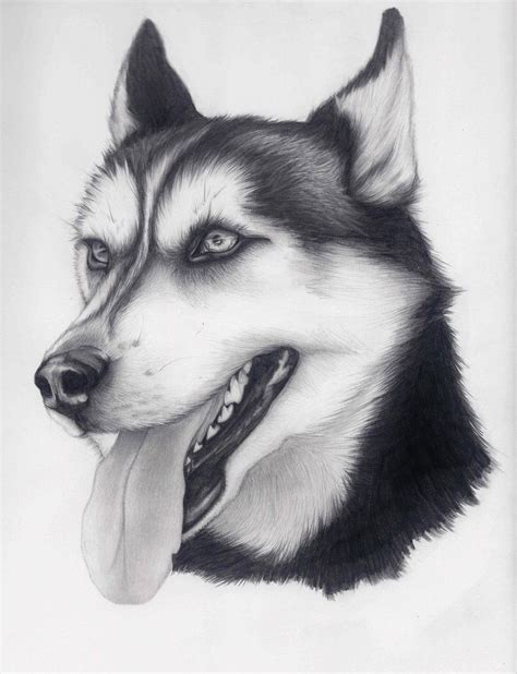 Husky by alishamarie12 on DeviantArt | Husky drawing, Pencil drawings ...