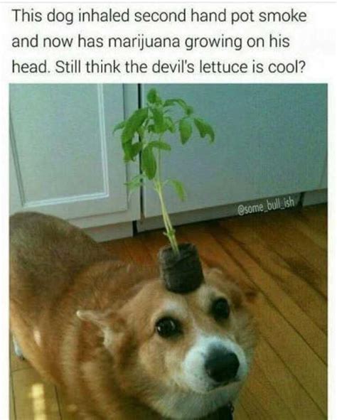 36 Hilarious Weed Memes That Bring the Dankness - Funny Gallery | eBaum ...