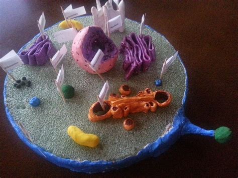 Plant Cell 3d Model Clay