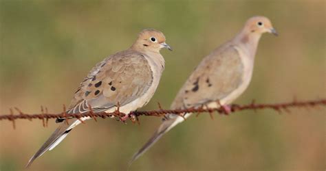 Texas dove hunting: Weather could bring a better season in 2022