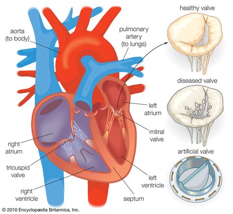 Heart valve | anatomy | Britannica