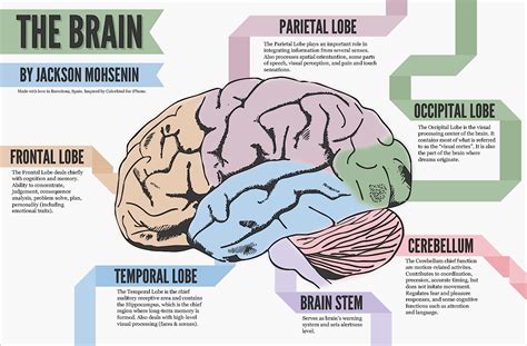 The Human Brain (full documentary) HD