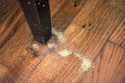 Your Essential Guide to Woodworm