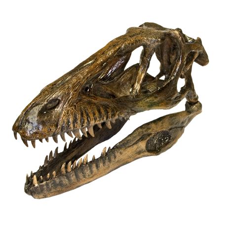 Replica Deinonychus Dinosaur Skull For Sale – Skulls Unlimited ...