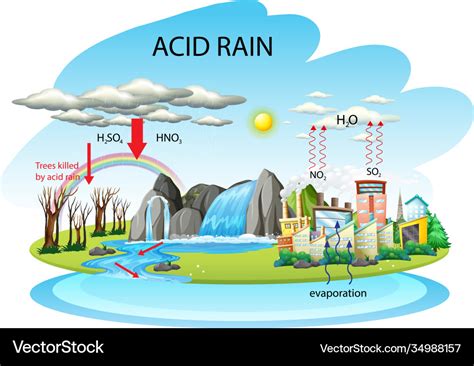 Diagram showing acid rain pathway on white Vector Image