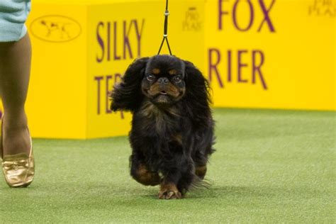 English Toy Spaniel