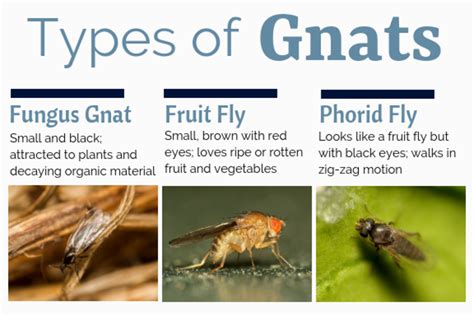 Why Are There Gnats In My House And How Do I Get Rid Of Them? - Mastery ...