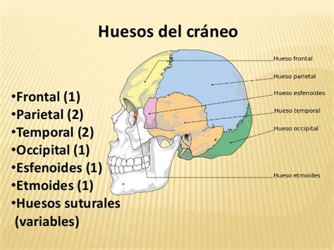 Huesos del craneo