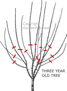 How to Prune Cherry Trees - GardenFocused.co.uk | Plum tree, Pruning ...