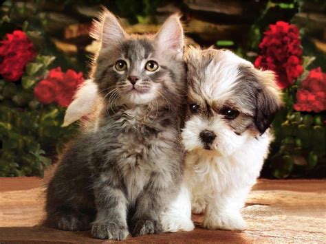 Funny Animals Zone: Cute Kittens and Puppies Wallpapers