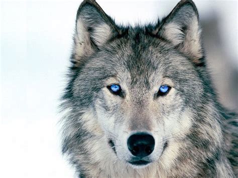 blue-eyed wolf | Beautiful wolves, Animals wild, Animals