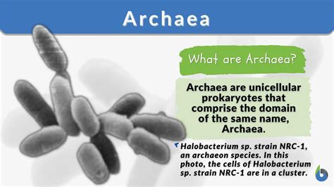 Archaea - Definition and Examples - Biology Online Dictionary