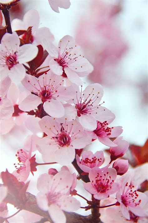 77+ Wallpaper Pink Flower Pics - MyWeb