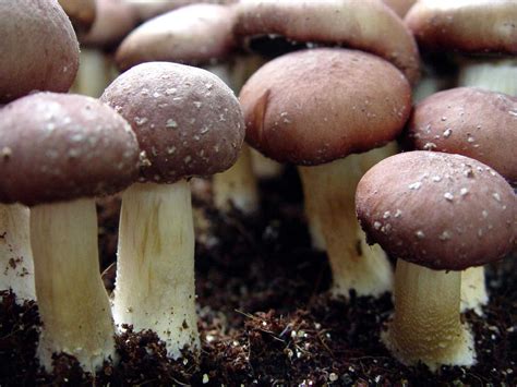 Permaculture with a Mycological Twist - Milkwood: permaculture courses ...