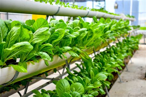 A Beginner’s Guide to Aquaponics | GroCycle