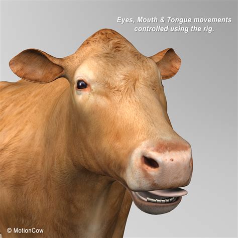 Cow ( Limousin ) – MotionCow