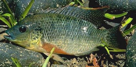 Mozambique Tilapia - FishingInfo.co.za