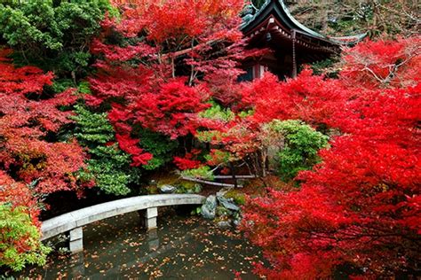 Red Autumn Leaves