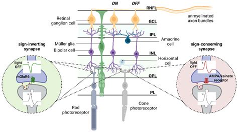 Life | Free Full-Text | Retinal Glutamate Neurotransmission: From ...