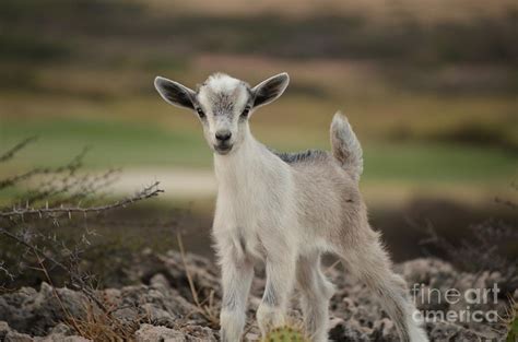 Wild Baby Goat In Aruba Photograph by DejaVu Designs