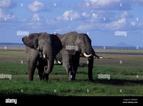 KENYA, AMBOSELI NATIONAL PARK, ELEPHANTS Stock Photo - Alamy