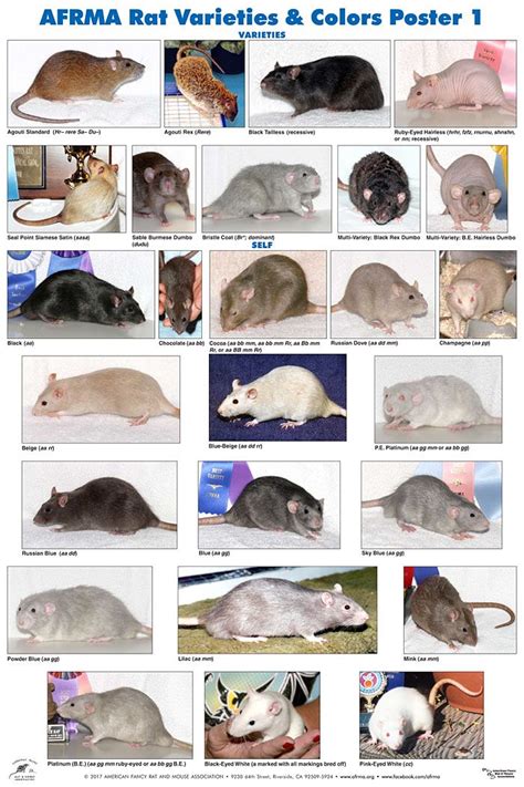 AFRMA Rat Varieties & Colors Posters: 2019 | Pet rodents, Pet rats ...