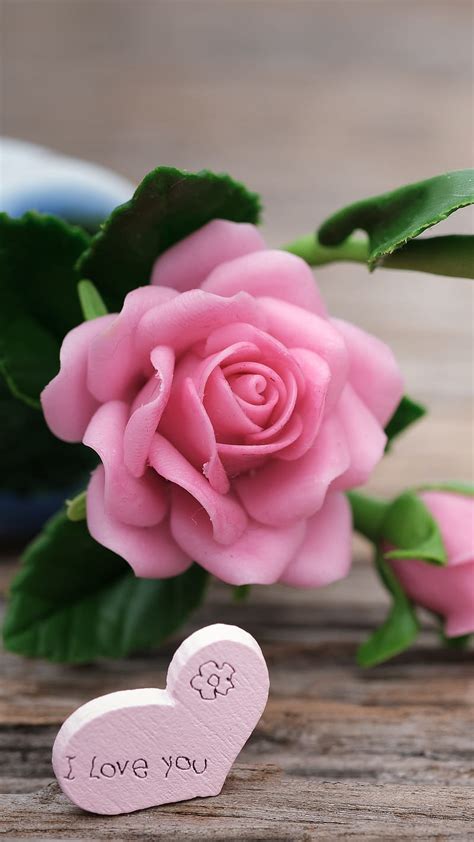 Pink Rose, pink rose, flower, bonito, HD phone wallpaper | Peakpx