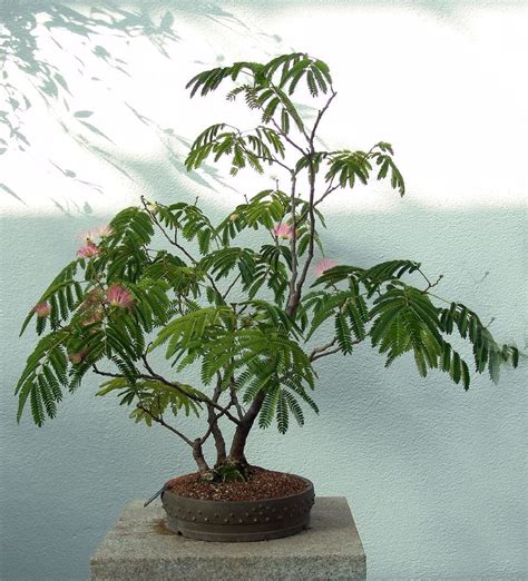 Mimosa Bonsai Tree Care Guide (Albizia julibrissin) - Bonsai Tree Gardener