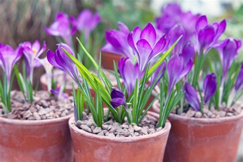 How to Grow Crocuses - BBC Gardeners World Magazine