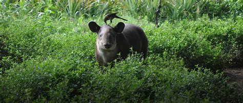 Tapir Specialist Group