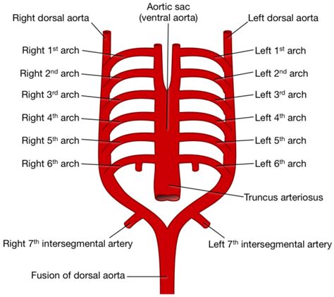 Asymptomatic right-sided aortic arch in a Nigerian woman: a case report ...