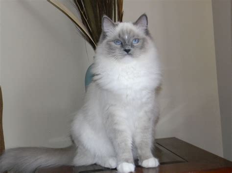 30 Best Photos Blue Ragdoll Cat Images - Blue Bicolor Ragdoll Kittens ...