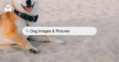 Dog Pictures | Download Free Images on Unsplash