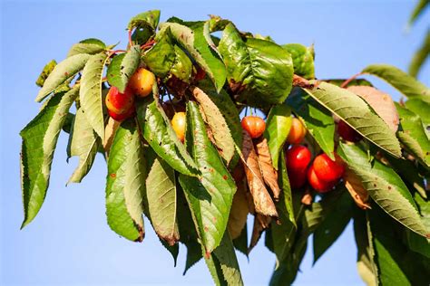 Cherry Blossom Animals And Pests