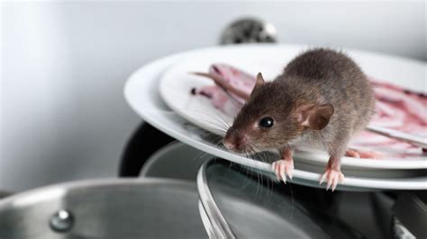 Diseases Caused by Rats - Fantastic Pest Control Australia