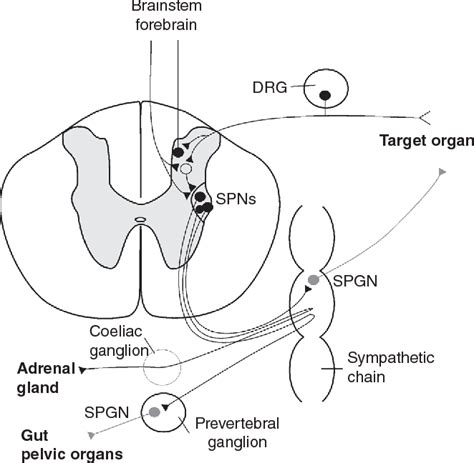 What Are Preganglionic Neurons