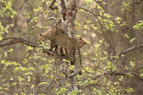 Indian leopard - Facts, Diet, Habitat & Pictures on Animalia.bio