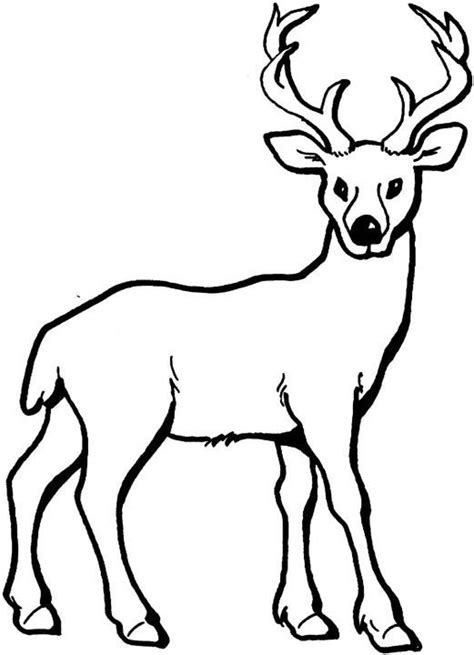 Deer Colouring Pages for Kids | Animal Corner