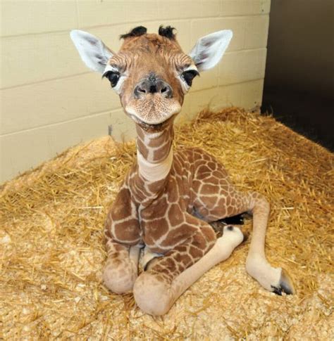 30 Cute Baby Animals That Will Make You Go ‘Aww’