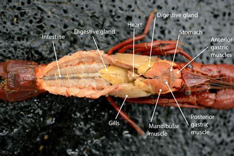 Crayfish Internal Anatomy Dissection