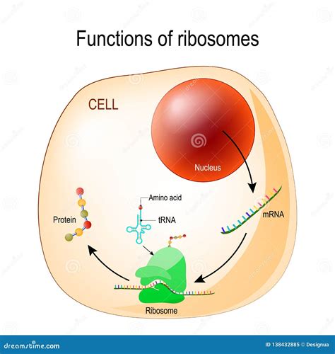 [DIAGRAM] Cell Diagram With Ribosomes - MYDIAGRAM.ONLINE